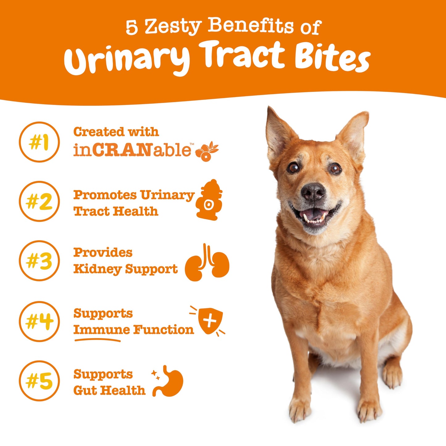 Zesty Paws Cranberry Supplement for Dogs - Bladder Control for Dogs - Urinary Tract Support - Cranberry Chews - Immune & Gut Support - Chicken - 90 Count